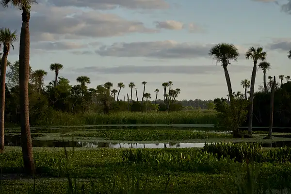 Orlando Wetlands 4-20-23 by CherylsShots