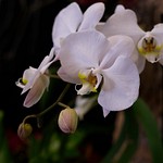 Orchid Show 05-05-2024