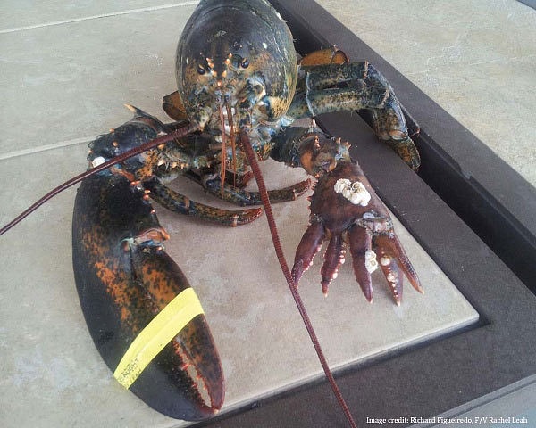 Sixclawed-lobster-caught-off-Massachusetts