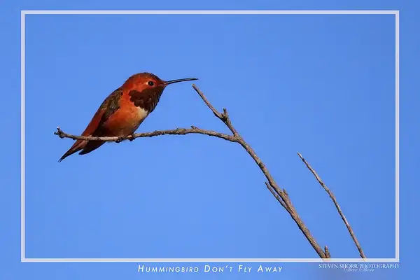 Humming_Bird_Don_t_Fly_Away by Steven Shorr