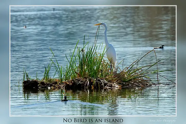 No_Bird_is_an_Island by Steven Shorr
