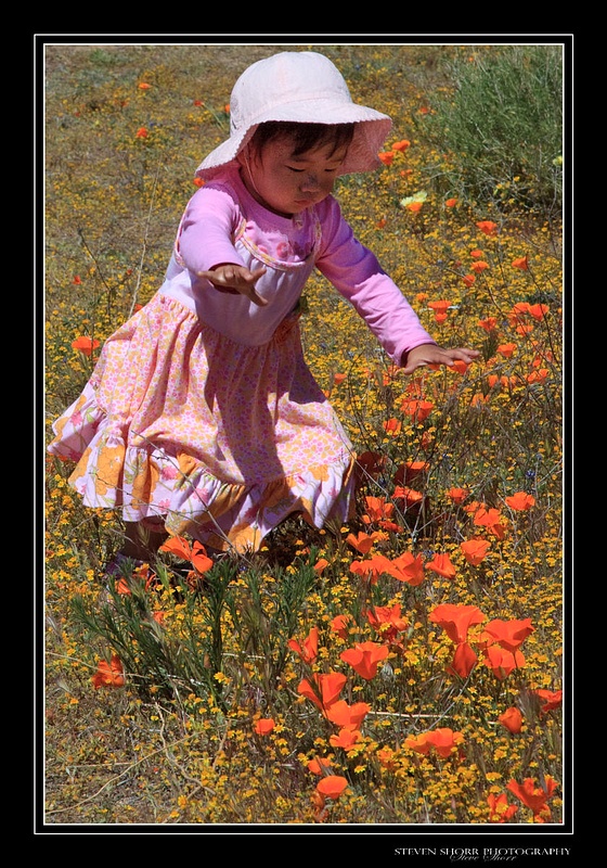 Falling_In_Love_With_Poppies-1