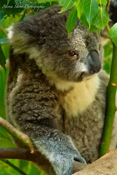 koala by Steven Shorr
