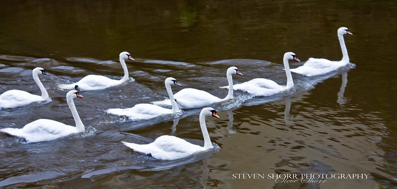 Swans of Kenmare