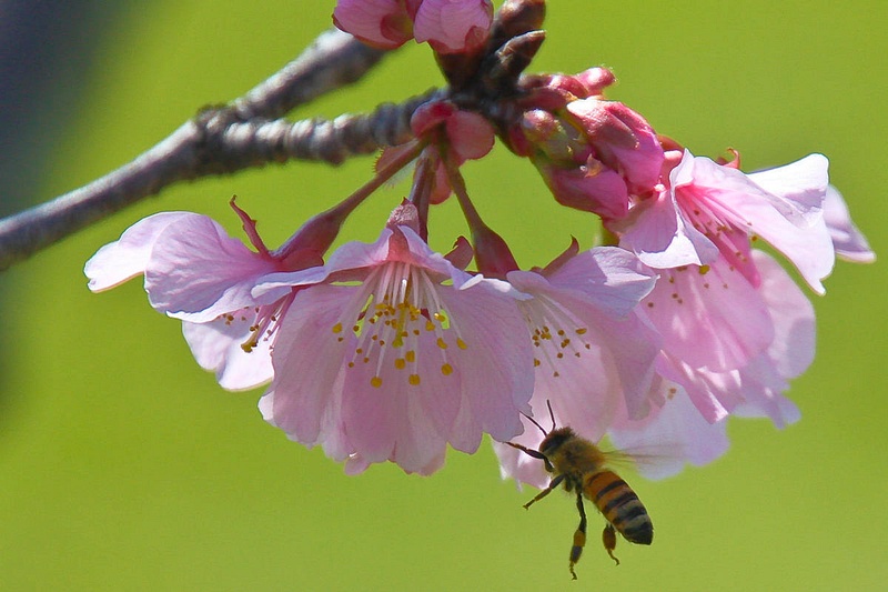 A Bee in the Blossom