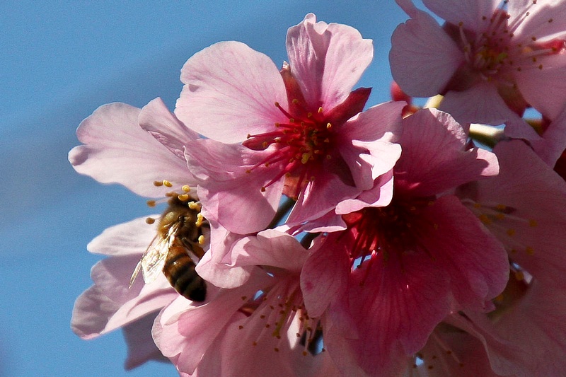 Bee Blossom Series 3