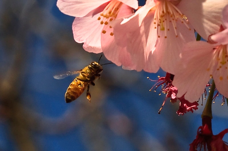 Bee Blossom Series 9