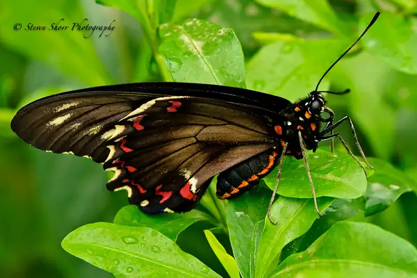 Black Swallowtail 2 by Steven Shorr