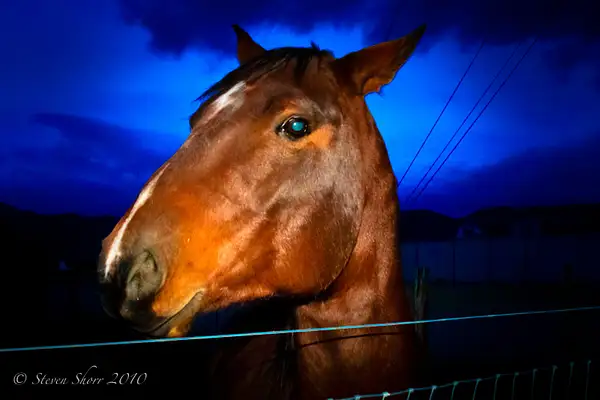 Horse by Steven Shorr