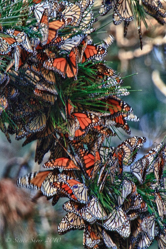Monarch_Butterflies-Pismo-2011-2