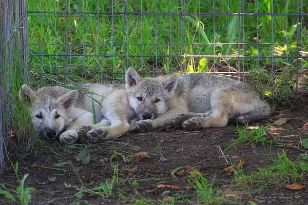 Wolf Cubs by Steven Shorr