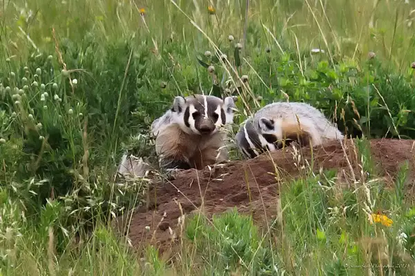 Badgers at Work by Steven Shorr