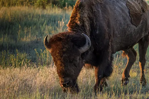 At The National Bison Reserve Montana 12 by Steven Shorr