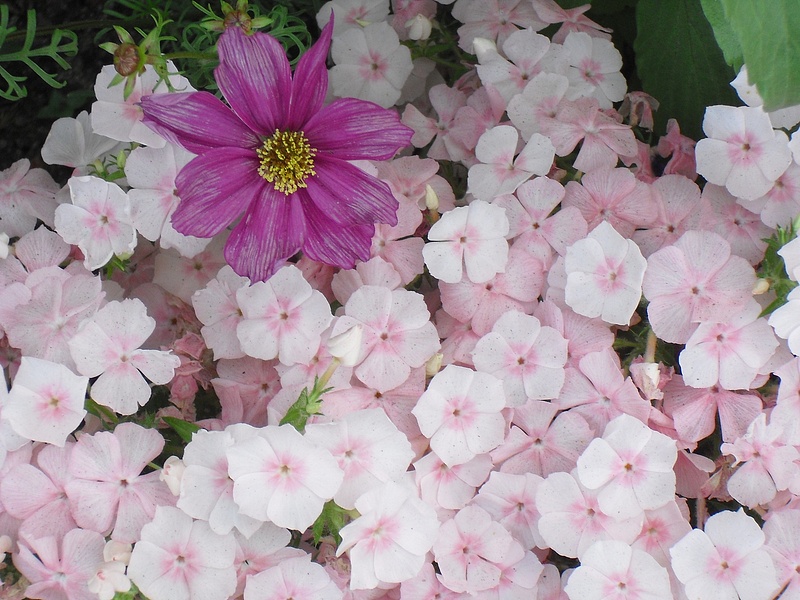 pinks-dark-pink-flower copy