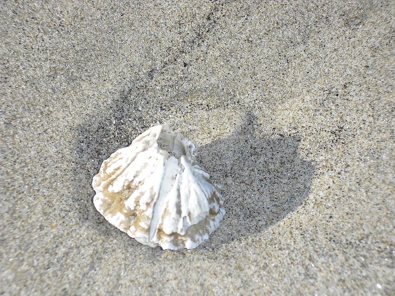 sea-shell copy