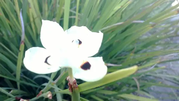 white flower by OsheaPiscopo
