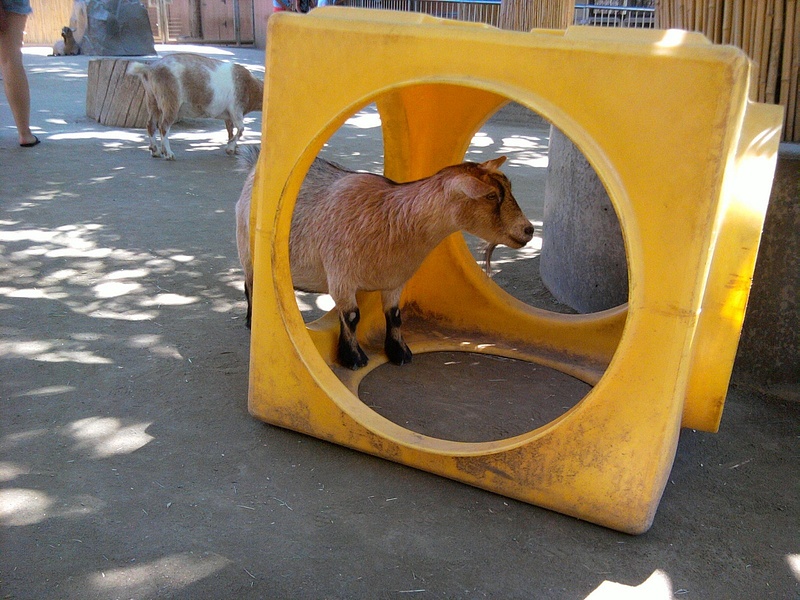 goat @ zoo