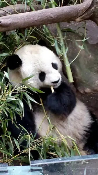 panda bear at the zoo by EvaPerez