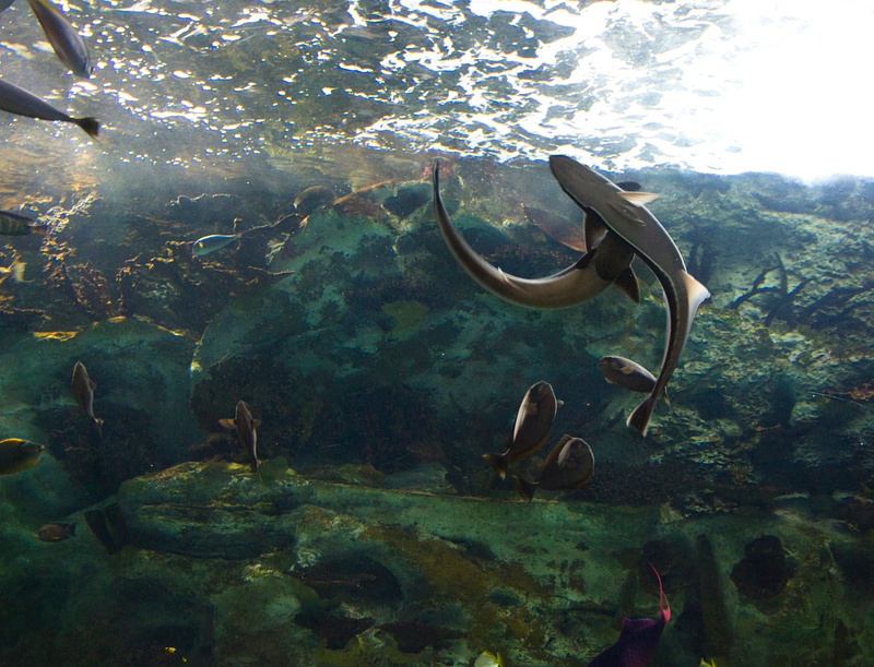 Cincinnati_Aquarium_3351