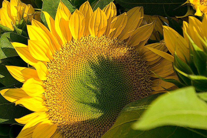 Sunflower411