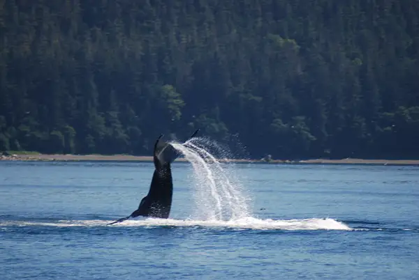 3 Juneau_WhaleWatching (31) by Verryl V Fosnight Jr