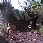 Wildlife Cameras in Sedona