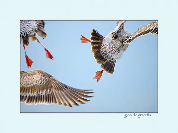 Three young seagulls by Gino De  Grandis