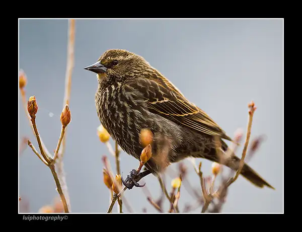 Savannah-Sparrow by Gino De  Grandis