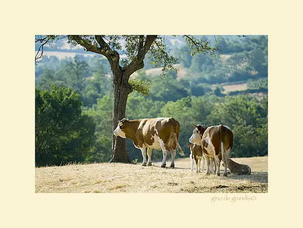 Cattle-inToscany by Gino De  Grandis