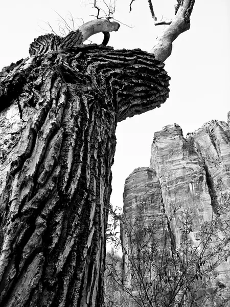 Tree and Rocks- Zion, UTAH by Gino De  Grandis