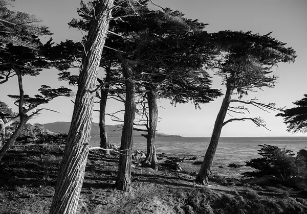 Monterey County by Gino De  Grandis