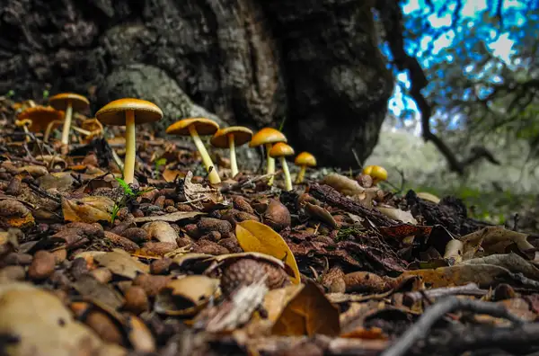 Fresh wild mushrooms by Gino De  Grandis
