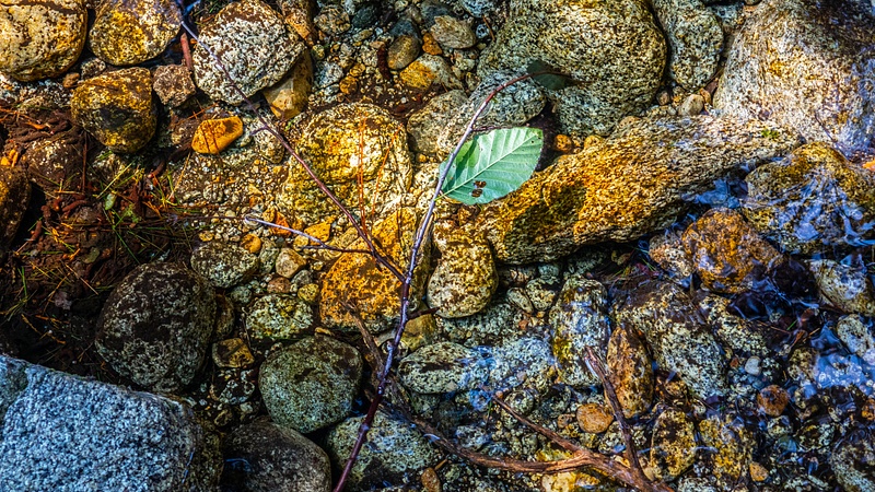 Creek Leaf