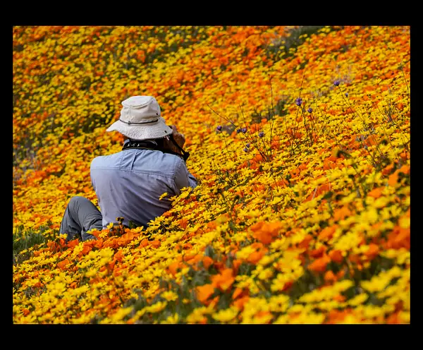 California is blooming by Gino De  Grandis