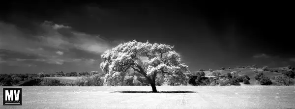 Santa Ynez Oak by Michael Mariant
