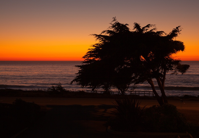 Tree & Setting Sun on Moonstone Beach.jpg
