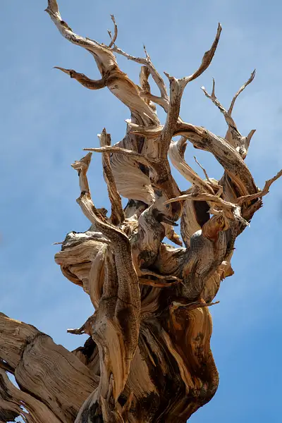 Bristle Cone Pine Closeup.jpg by Harrison Clark
