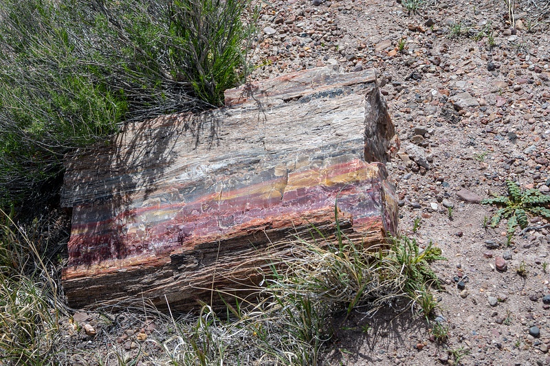 Petrified Forest National Park-18