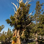 Great Basin NP Bristle Cone Pines
