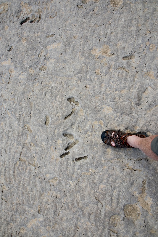 Red Gulch Dinosaur Footprints WY-2297