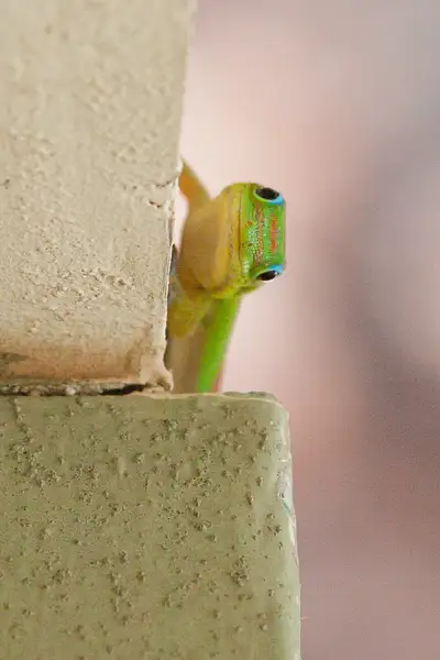 Gecko-1 by Harrison Clark