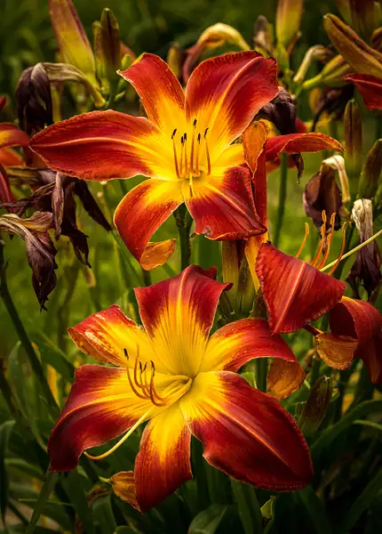 Day lilies by MartinShook369