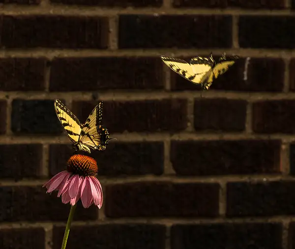 2015 Aug Butterflies & Crains by MartinShook369 by...