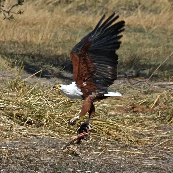 African Fish Eagle with Catch by AnneMetzger