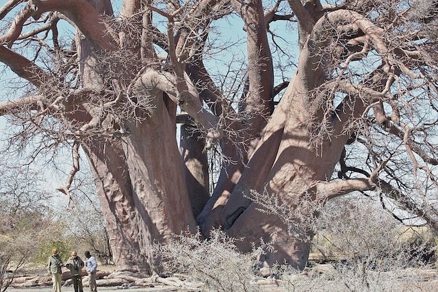 Chapman's Baobab Tree