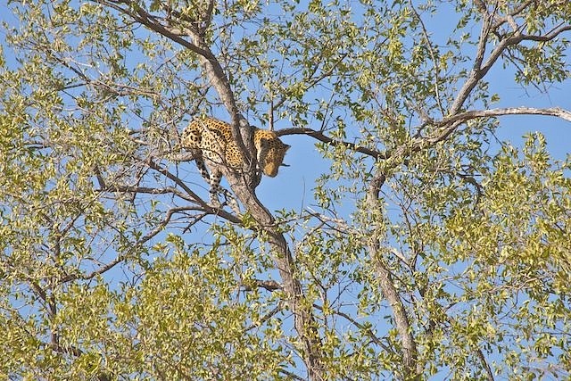 Leopard Chased Up Tree by Lion