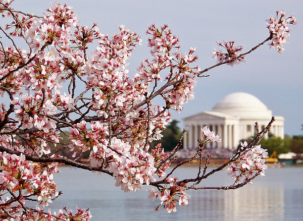 Cherry Blossom Jefferson Mem