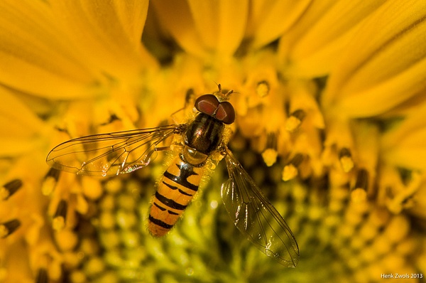 Hoverfly on sunflower