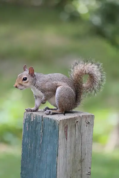Baby Squirrel by Thomas Vasas Photography