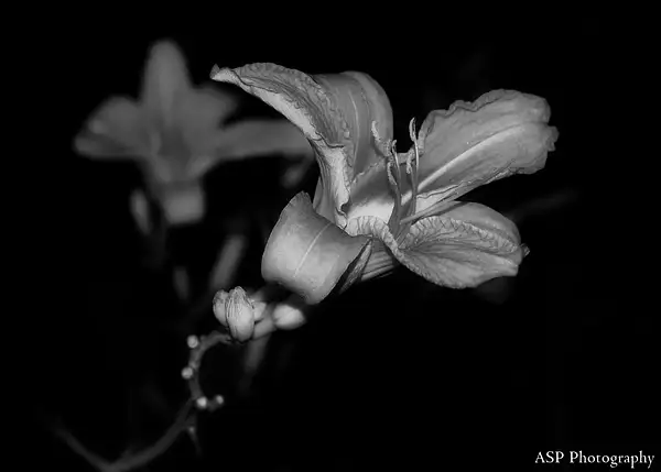 black and white flower-1 by amysuephoto